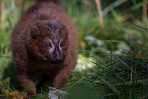 One red-bellied lemur (Eulemur rubriventer) sitting on grass, feeding on a leaf. Green vegetation