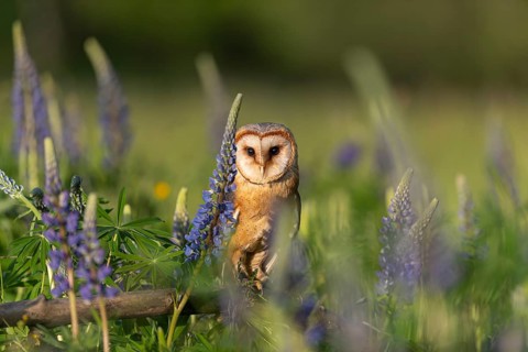 One barn owl (Tyto alba) sitting on a branch lying in a field of flowering lupines in late evening