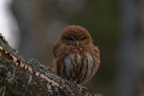 One East Brazilian pygmy owl (Glaucidium minutissimum), also known as least pygmy-owl or Sick's