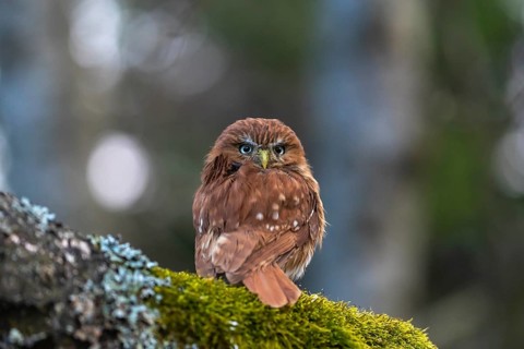 One East Brazilian pygmy owl (Glaucidium minutissimum), also known as least pygmy-owl or Sick's