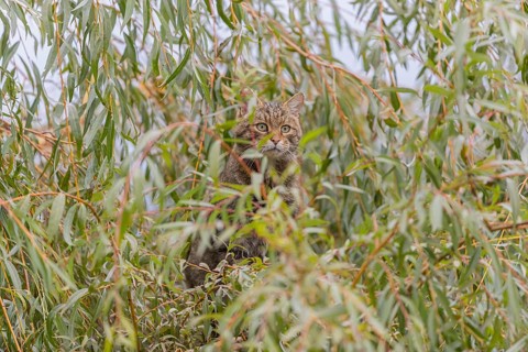 One European wildcat, Felis silvestris silvestris, sitting in a green weeping willow tree. Green