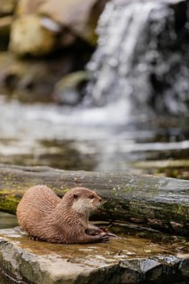 One oriental small-clawed otter or Asian small-clawed otter (Aonyx cinerea), lying on a rock