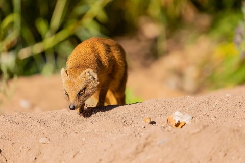 One yellow mongoose, Cynictis penicillata, or red meerkat walking over sandy terrain
