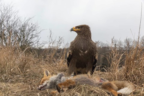 One steppe eagle, Aquila nipalensis, feeding on a carcass of a red fox. Trees and grass in the