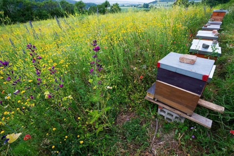 Honey Beehives standing at the edge of a flowering meadow, the plants have been specially sown for