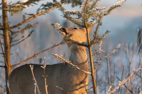 Roe deer between fir trees with hoar frost on the ground at minus 15 °C. Feeding on the needles