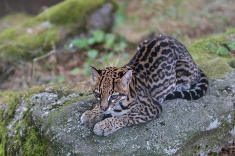 One female Ocelot, Leopardus pardalis, resting on a rock with green vegetation in the background