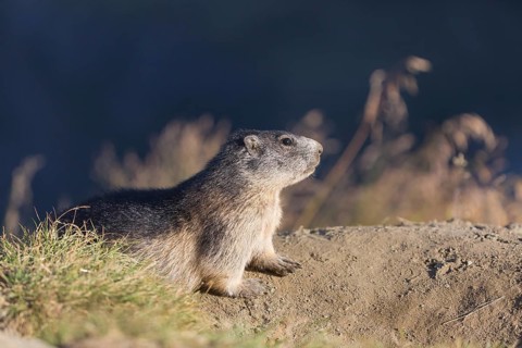 One adult Alpine Marmot, Marmota marmota, resting on a rim of a soil, observing his surrounding