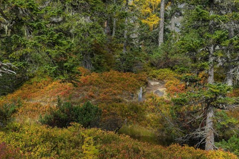 View of an autumnal virgin forest with small ponds, dead trees and heather. Hohe Tauern NP, Kolm