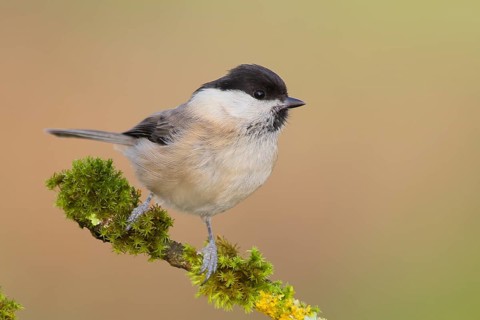 Willow Tit (Parus montanus), sitting on a branch overgrown with lichen, Wildlife, Animals, Birds,