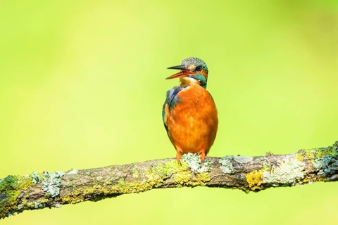 Common kingfisher (Alcedo atthis) sitting on a branch doing plumage care with autumncolours,