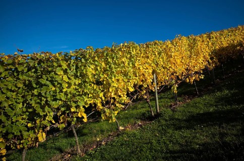 Vineyard, vines, vineyards, viticulture, autumn colouring, autumn, Kappelberg, Fellbach,
