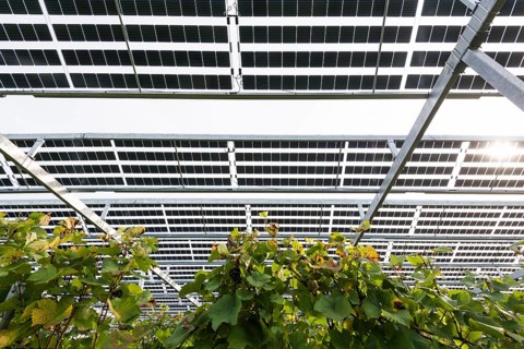 Solar plant in the vineyard, solar cells, solar modules, solar power plant, photovoltaic plant,