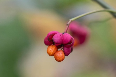 Peacock, spindle bush (Euonymus europaeus), fruit stand, Emsland, Lower Saxony, Germany, Europe