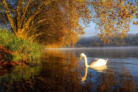 Autumnal colours at the Platanen Allee, Hardenberg Ufer, lakeside path at Lake Baldeney, near Haus