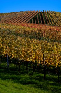 vineyard, vines, grapevines, winegrowing, autumn colouring, autumn, graphic, Strümpfelbach,