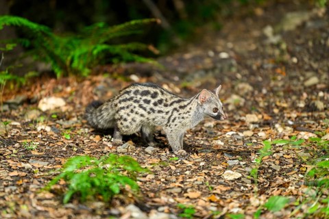 Common genet (Genetta genetta), wildlife in a forest, Montseny National Park, Catalonia, Spain,
