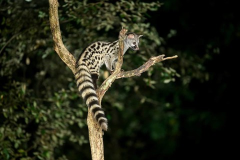 Common genet (Genetta genetta), climbing on a tree wildlife in a forest, Montseny National Park,