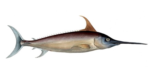 Fish, Fische, Xiphias gladius, der Schwertfisch, the Sword-Fish, Historic, digitally restored