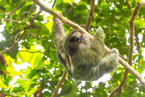 Three-fingered sloth (Bradypus), Mammals (Mammalia), La Fortuna, Guanacaste, Costa Rica, Central