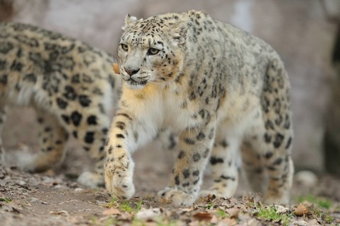Snow leopard in motion, running through the forest with distinctive fur patterns, snow leopard