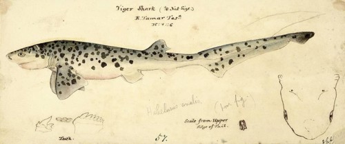Broadnose sevengill shark, Notorynchus cepedianus, broadnose sevengill shark, fish, reproduction of