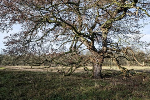 English oaks (Quercus robur) in the Hutewald forest, Emsland, Lower Saxony, Germany, Europe