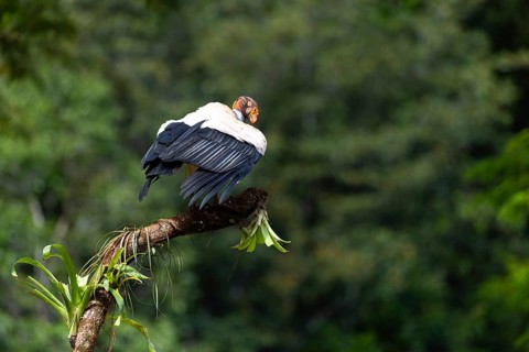 King vulture (Sarcoramphus papa), cock, vulture birds (Aegypiinae), Laguna del Lagarto Lodge,