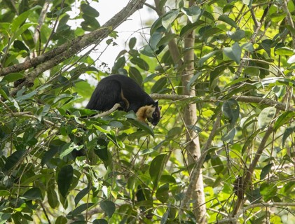 Black giant squirrel (Ratufa bicolor), Kaeng Krachan National Park, Phetchaburi Province, Thailand,