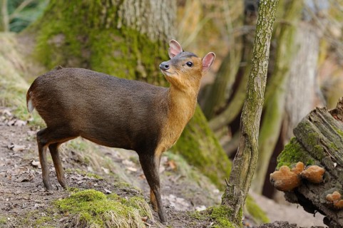 A muntjac standing next to a fallen tree trunk in autumnal forest, Chinese muntjac (Muntiacus