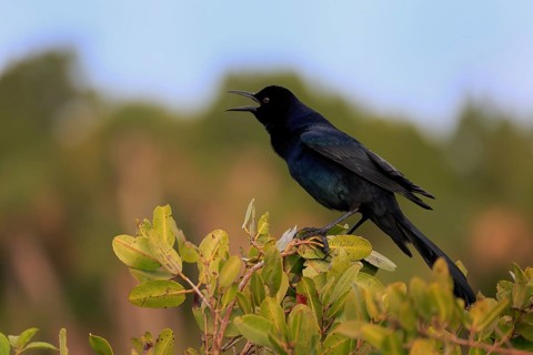 Boat-tailed grackle (Quiscalus major), adult, male, courtship display, singing, Waiting, Merritt