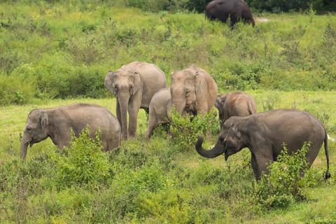 Indian elephants (Elephas maximus indicus), Khiri Khan, Hua Hin, Kui Buri National Park, Thailand,