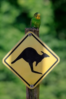 Budgerigar (Melopsittacus undulatus), adult, on traffic sign, Australia, Oceania