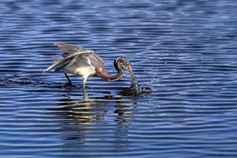 Tricoloured Heron (Egretta tricolor), adult, in the water, foraging, hunting, Merritt Island, Black