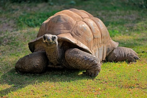 Aldabra giant tortoise (Aldabrachelys gigantea), adult, foraging, Seychelles, Africa