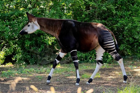 Okapi (Okapia johnstoni), adult, running, foraging, captive