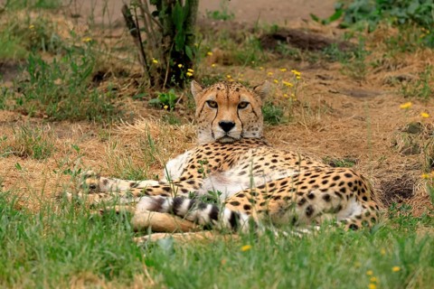 Northeast African Cheetah (Acinonyx jubatus soemmeringii), adult, alert, recumbent, captive,