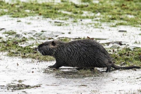 Nutria (Myocastor coypus), Emsland, Lower Saxony, Germany, Europe