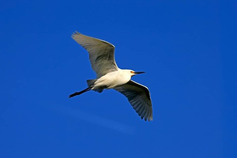 Great Egret (Egretta thula), adult, flying, St. Augustine, Florida, North America, USA, North
