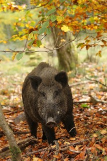 Wild boar (Sus scrofa) boar in a colourful autumn forest, Allgäu, Bavaria, Germany, Allgäu,