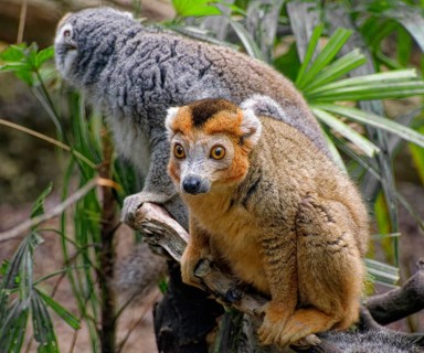 Crowned lemur (Eulemur coronatus), pair of monkeys, adult, captive, occurrence Madagascar