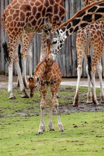 Rothschild's giraffe (Giraffa camelopardalis rothschildi), juvenile with adult giraffes, captive,