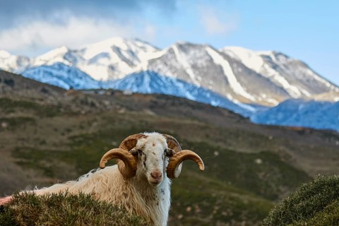 A sheep in the foreground with snow-capped mountains in the background, Kallikratis, Kallikratis