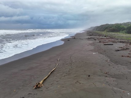 Beach and sea, coast with rainforest, Tortuguero National Park, Costa Rica, Central America
