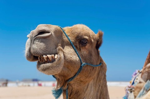 Dromedary (Camelus dromedarius), Arabian camel in head portrait, head, animal, farm animal, teeth,