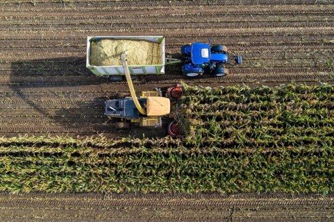 Maize harvest, combine harvester, chopper works its way through a maize field, the silage is pumped