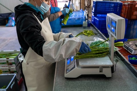 Asparagus farm, green asparagus is washed, cut and sorted by quality, weighed, portioned and