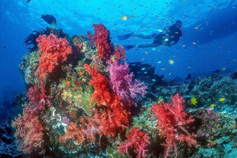 Diver hovering over colony of Red Violet several soft corals (Dendronephthya), top right silhouette