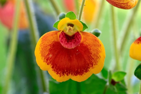 Slipper flower (Calceolaria Hybride), flowering, Elllerstadt, Germany, Europe
