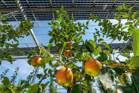 Agri-photovoltaic test plant, an apple tree plantation with two different systems of PV modules was